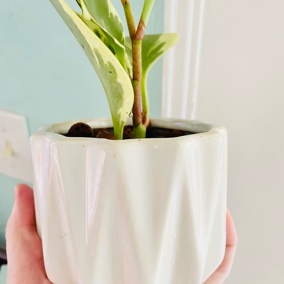 Variegated Pepperomia in LECA & Pot - Picture 4 of 6